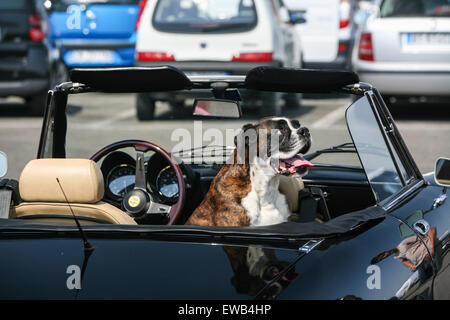 Hund im Oldtimer, Alfa Romeo 1600 bei Oldtimer Auto/Motorrad Rallye Piazzale, Quadrat Michelangelo mit Blick auf Firenze / Florenz Stockfoto