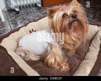 Yorkshire-Hund erholt sich nach der Operation. Der Hund ist im Haus. Stockfoto