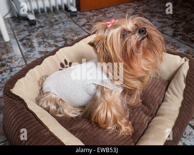 Yorkshire-Hund erholt sich nach der Operation. Der Hund ist im Haus. Stockfoto