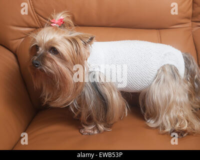 Yorkshire-Hund erholt sich nach der Operation. Der Hund ist im Haus. Stockfoto