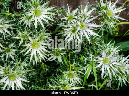 Meer-Stechpalme, Eryngium Maritimum, Blumen in einem Garten Stockfoto