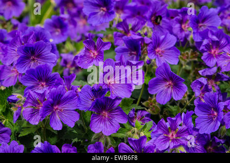 Wilden Geranie, Geranie Aronstab, Blumen in einem Garten Stockfoto