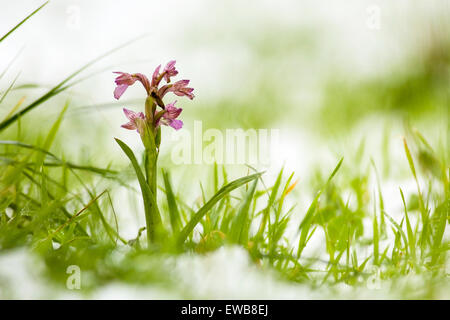 Schmetterling Orchidee (Anacamptis Papilionacea) fotografiert in Israel im Februar Stockfoto