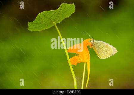 Großer Kohlweißling (Pieris Brassicae), auch genannt Kohl Schmetterling oder Kohl weißen auf eine Mönche Kresse (Tropaeolum Majus) Blume. Foto Stockfoto