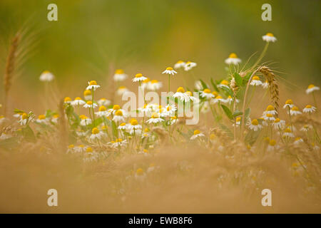 gemeinsamen Kamille (Anthemis Cotula) Stockfoto