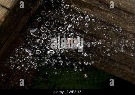 Regentropfen auf Spider web Stockfoto