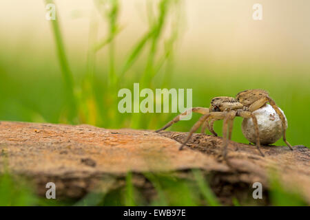 Wolfspinne (Familie Lycosidae). Diese weiblichen Wolf Spinne trägt ihr Ei-Fall (Creme, rechts) in ihrem Palpen und Reißzähne. Sie wird Stockfoto