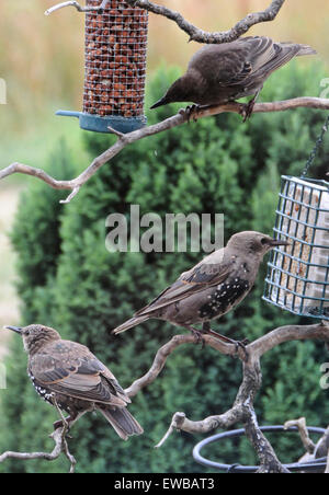 Junge juvenile Stare Starling Sturnus Vulgaris Fütterung kämpfenden Squabling Streitereien unreife Jugendliche Stockfoto