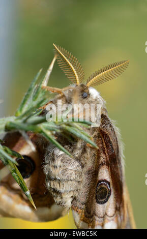 Kaiser-Motte: Saturnia Pavonia. Männlich, zeigt Antennen zur emittiert durch weibliche Pheromone eingesetzt. In Gefangenschaft gezüchtet Probe. Stockfoto