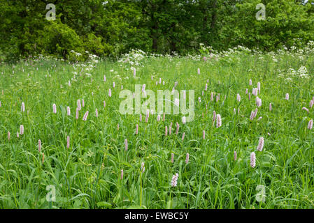 Cm (Persicaria Bistorta) wächst in einer englischen Wiese im Frühsommer. Stockfoto