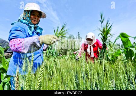 Zhangye, Chinas Provinz Gansu. 22. Juni 2015. Dorfbewohner arbeiten an ihrer Ländereien in Ganzhou Bezirk von Zhangye Stadt, Nordwesten Chinas Provinz Gansu, 22. Juni 2015. Montag ist Sommersonnenwende, der längste Tag des Jahres in der nördlichen Hemisphäre und der 10. solar Term auf dem chinesischen Mondkalender. © Wang Jiang/Xinhua/Alamy Live-Nachrichten Stockfoto