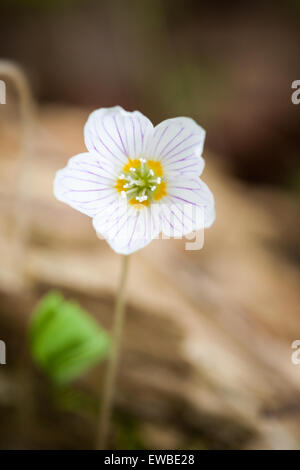 Kleinen Sauerklee Blüte Stockfoto
