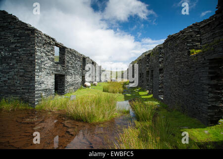 Rhosydd-Schieferbruch die derben Ruinen der Quarrymenkasernen in der Nähe von Croesor, Gwynedd, Wales, Stockfoto