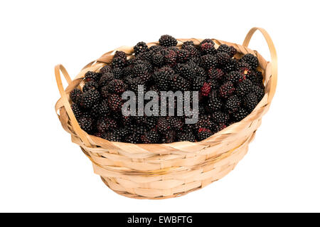 Frische Brombeeren überfüllt im Weidenkorb isoliert auf weiss Stockfoto