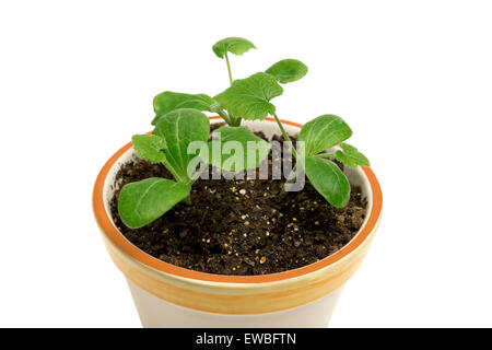 Neue Pflanzenwachstum in kleinen Topf isoliert auf weiss. Stockfoto