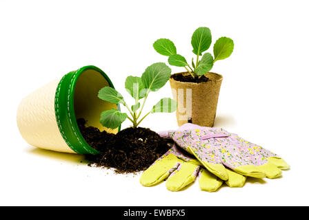 Gemüsepflanzen bereit, Anlage mit Garten-Accessoires isoliert auf weiss Stockfoto