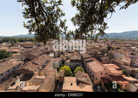 Blick von der Torre Guinigi, berühmten Turm mit eigenem Dachgarten Stockfoto