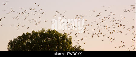 Fliegende Herde von Little Corellas, Cacatua sanguineaund im Outback Queensland, Australien Stockfoto