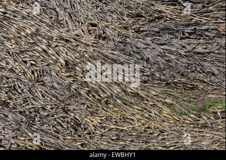 Unteren Ufer Algen braun Seetang Algen Blase Wrack im Atlantik gefunden Felsenufer dominiert und verknotet Wrack oder rockweed Stockfoto