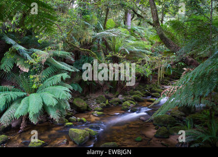 Regenwald-Strom fließt durch üppigen Regenwald im St. Columba fällt State Reserve, Tasmanien, Australien Stockfoto