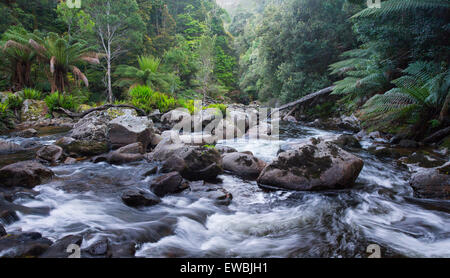 Wilder Fluss fließt durch üppigen Regenwald im St. Columba fällt State Reserve, Tasmanien, Australien Stockfoto