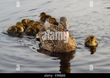 Mutter Ente ruft ihr Entenküken Stockfoto