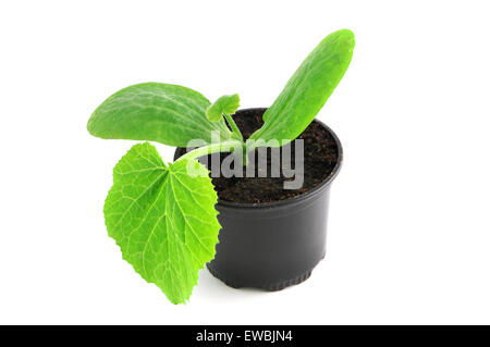 Sämling von Zucchini Pflanze im Blumentopf Stockfoto