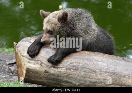 Homberg, Deutschland. 22. Juni 2015. Brown Bear Cub Alexa im Januar geborene spielt mit einem Baumstamm im Wildpark Knuell in der Nähe von Homberg, Deutschland, 22. Juni 2015. Braunbären und Wölfe sind in eine Fugenmasse im Wildlife Park untergebracht. Foto: UWE ZUCCHI/Dpa/Alamy Live News Stockfoto