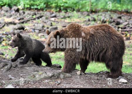 Homberg, Deutschland. 22. Juni 2015. Brauner Bär Mutter Onni und ihr junges Alexa im Januar geborene Wandern durch ihre Verbindung zu Wildpark Knuell in der Nähe von Homberg, Deutschland, 22. Juni 2015. Braunbären und Wölfe sind in eine Fugenmasse im Wildlife Park untergebracht. Foto: UWE ZUCCHI/Dpa/Alamy Live News Stockfoto