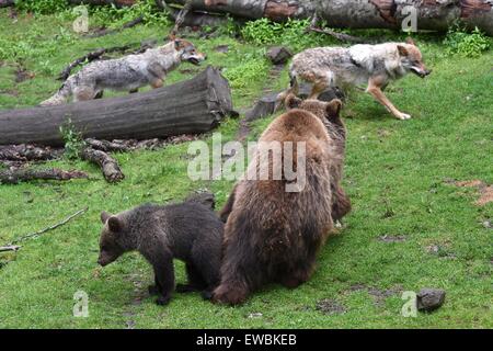 Homberg, Deutschland. 22. Juni 2015. Wölfe laufen vorbei an Braunbär Mutter Onni und ihr junges Alexa, die im Januar im Wildpark Knuell in der Nähe von Homberg, Deutschland, 22. Juni 2015 geboren wurde. Braunbären und Wölfe sind in eine Fugenmasse im Wildlife Park untergebracht. Foto: UWE ZUCCHI/Dpa/Alamy Live News Stockfoto