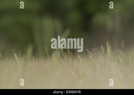 Long grasses in a meadow, Yorkshire, UK Stockfoto