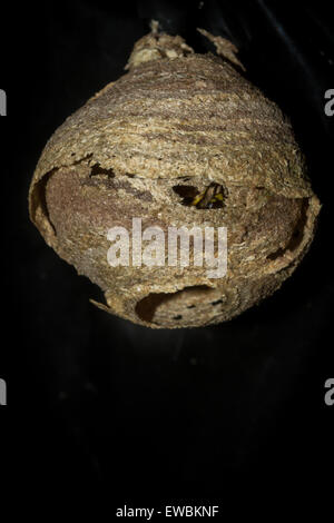 Königin-Wespe in ihr Nest füttern ihre jungen Larven. Gefunden Sie innen ist eine Tasche von Blumenerde draußen. Stockfoto