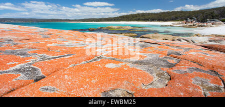 Orange Flechten auf Felsen entlang der wunderschönen Küste der Bay of Fires in Tasmanien. Stockfoto