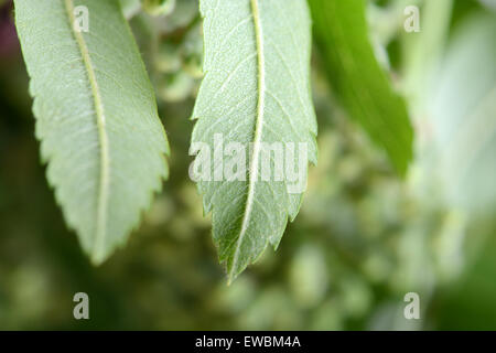 Nahaufnahme des grünen Urlaubs Stockfoto