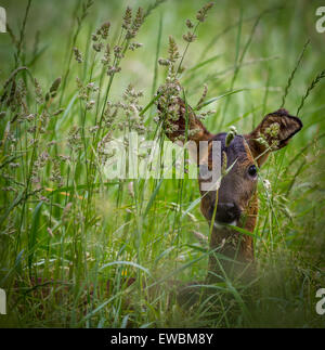 Rehe verstecken sich leise in den Rasen Stockfoto