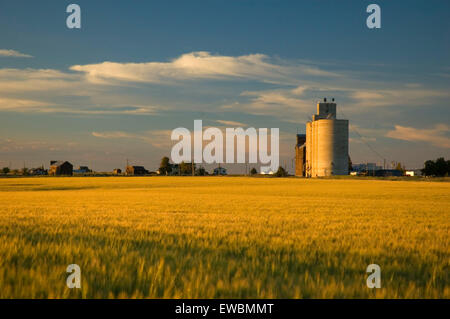 Getreidesilo in Weizenfeld, Reise durch die Zeit National Scenic Byway, Kent, Oregon Stockfoto