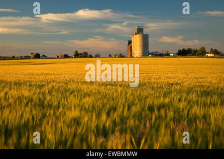 Getreidesilo in Weizenfeld, Reise durch die Zeit National Scenic Byway, Kent, Oregon Stockfoto