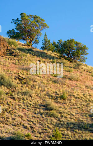 Grünland-Hang mit westlichen Wacholder (Juniperus Occidentalis), Pine Creek Conservation Area, Oregon Stockfoto