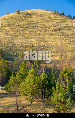 Grünland-Hang mit westlichen Wacholder (Juniperus Occidentalis), Pine Creek Conservation Area, Oregon Stockfoto