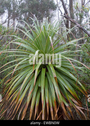 Pandani (Richea Pandanifolia) in subalpinen Wäldern im Mount Field National Park, Tasmanien, Australien Stockfoto