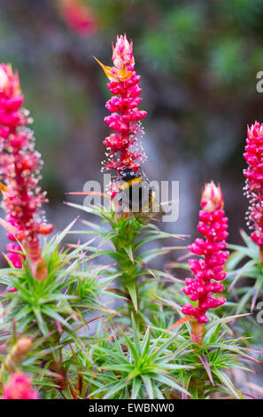 Große Erde Hummel (Bombus Terrestris) auf eine blühende Richea Scoparia in die alpine Heidegebiete der Mount Field National Park, Stockfoto
