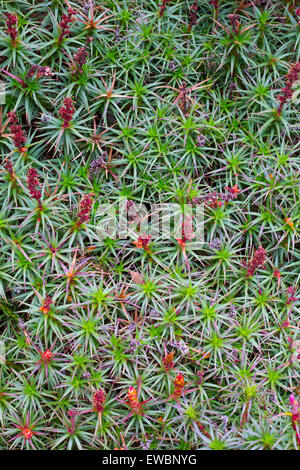 Blüten und Blätter auf einem Richea Scoparia Heide im Tasmanischen Hochland im Mount Field National Park. Stockfoto