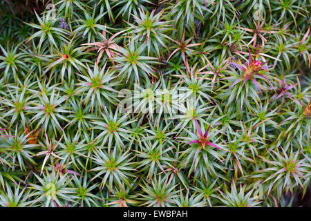 Blüten und Blätter auf einem Richea Scoparia Heide im Tasmanischen Hochland im Mount Field National Park. Stockfoto