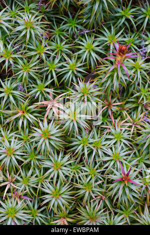 Blüten und Blätter auf einem Richea Scoparia Heide im Tasmanischen Hochland im Mount Field National Park. Stockfoto