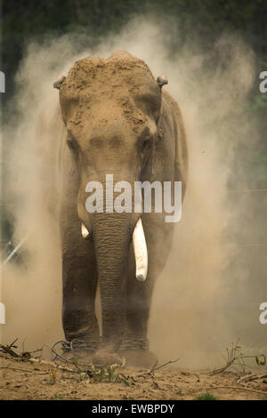 Eine Gefangenschaft indischen Elefanten im Chitwan Nationalpark, Nepal Stockfoto