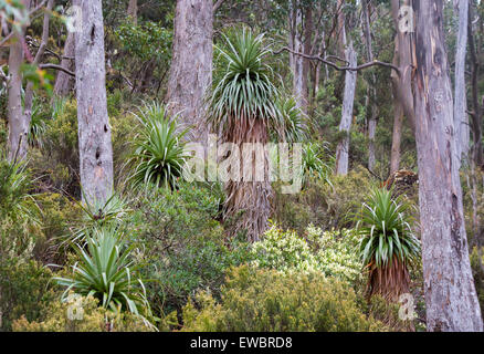 Pandani (Richea Pandanifolia) in subalpinen Wäldern im Mount Field National Park, Tasmanien, Australien Stockfoto