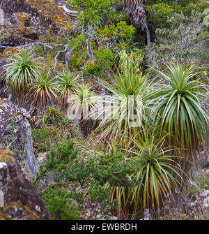 Pandani (Richea Pandanifolia) in subalpinen Wäldern im Mount Field National Park, Tasmanien, Australien Stockfoto