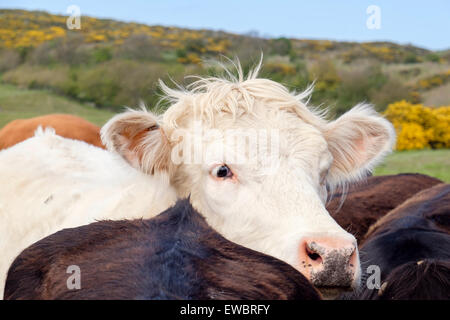 Neugierigen jungen weißen Stier Bos taurus (Rinder) außerhalb auf einem Bauernhof. Großbritannien, Großbritannien Stockfoto