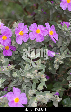 Grau Endivie, Cistus, grau-leaved Cistus, weißen Blatt Zistrose, Weißliche Zistrose, Weißliche Cistrose Cistus Albidus, Cistaceae Stockfoto