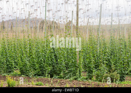 Hopfen wächst auf Spalier in Tasmanien, Australien Stockfoto